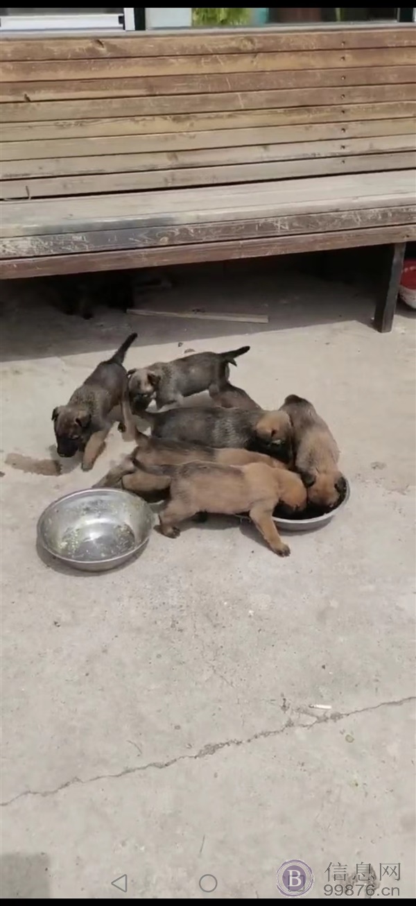 急售5只小马犬（自家饲养）